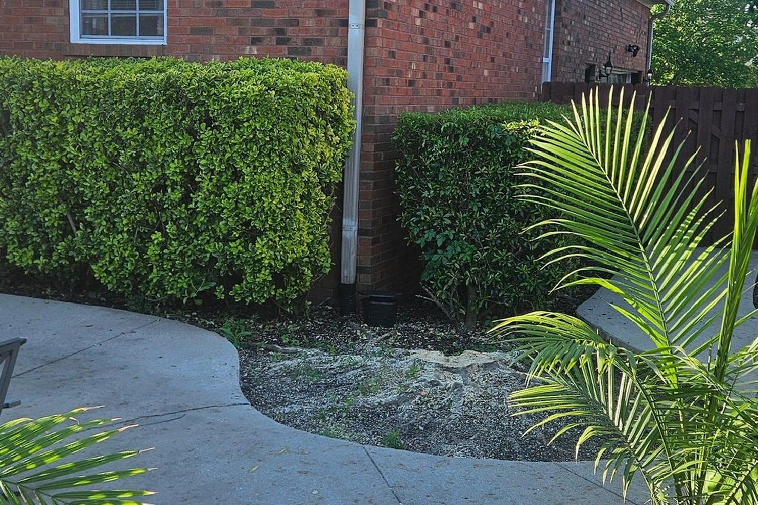 Landscaping cleanup and hauling: the side yard after, with the hedge shaped, the bed cleared and the walkway swept clean.
