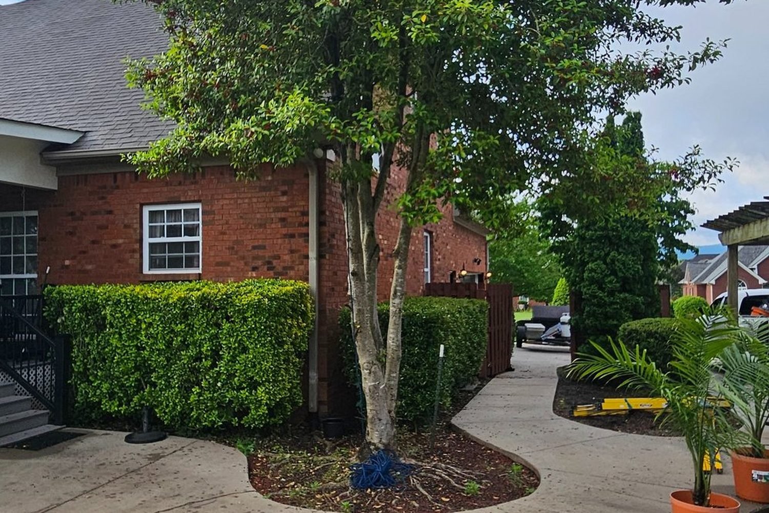 Before the yard cleanup: the side yard with an overgrown tree crowding the walkway and an untended bed.